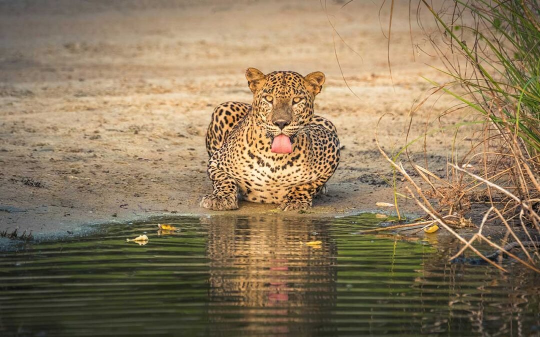 Wildlife Tours in Sri Lanka: Adventures for All Ages