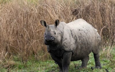 Exploring the Wild: A Visit to Chitwan National Park, Nepal with Timeless Heritage Tours